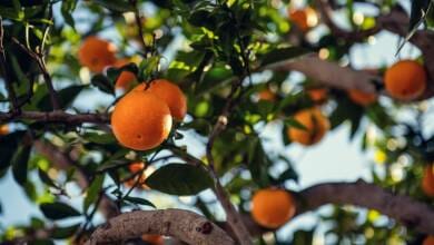 Monaco’s Bigarade Oranges Freely Available