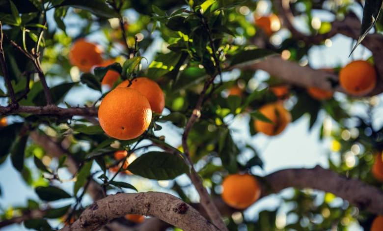 Monaco’s Bigarade Oranges Freely Available