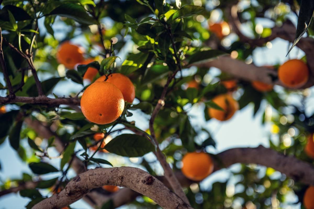 Monaco’s Bigarade Oranges Freely Available