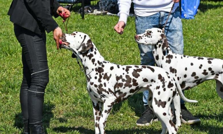 Monaco International Dog Show