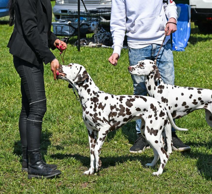 Monaco International Dog Show