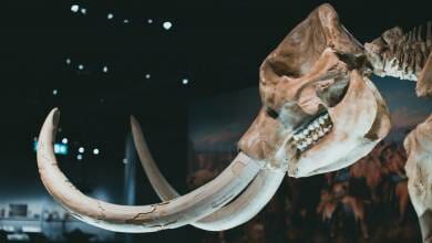 Visit Monaco’s Prehistoric Museum for a Mammoth Surprise