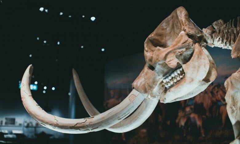 Visit Monaco’s Prehistoric Museum for a Mammoth Surprise