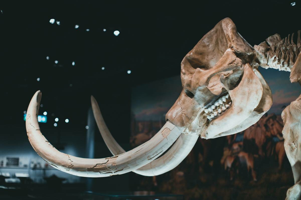 Visit Monaco’s Prehistoric Museum for a Mammoth Surprise