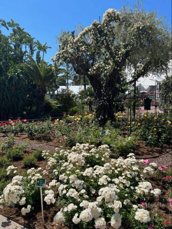 6th International Rose Competition