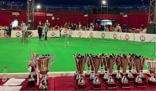 Dog show