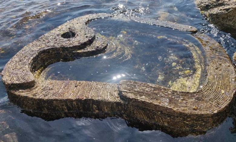 Tide Pool