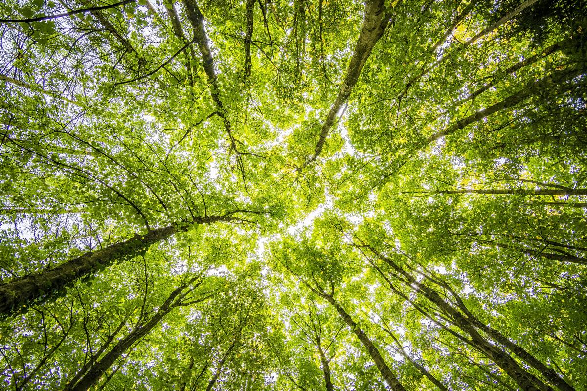 Prince Albert II Foundation Acts to Save the World’s Forests