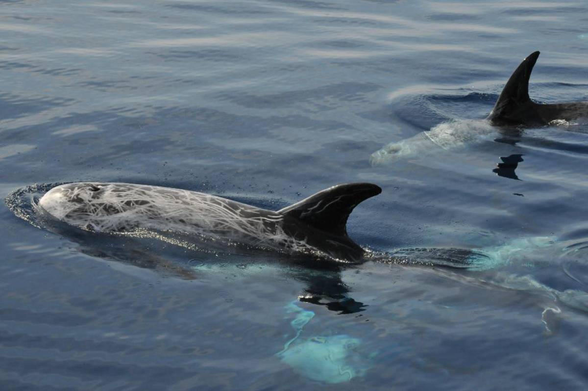 Excursions - Whale Watching Monaco