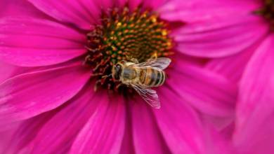 AS Monaco launches ‘Red & White Hives’ Program for Bees