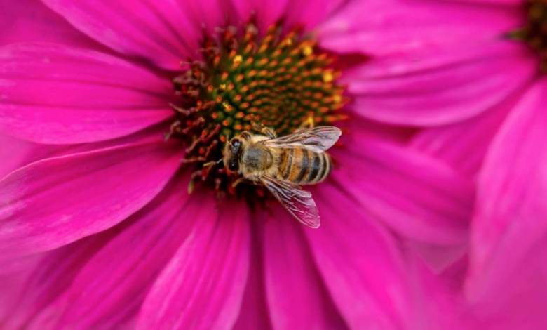 AS Monaco launches ‘Red & White Hives’ Program for Bees