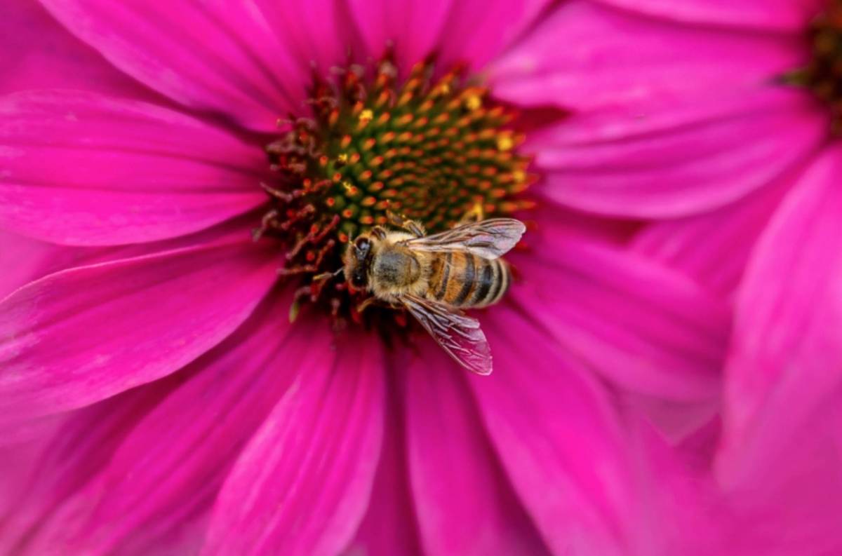 AS Monaco launches ‘Red & White Hives’ Program for Bees