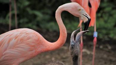 First Pink Flamingo Born in Monaco’s Animal Garden