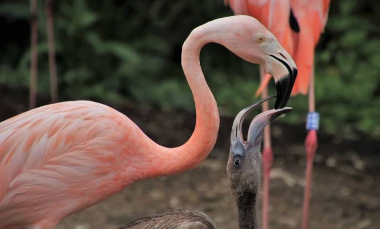 First Pink Flamingo Born in Monaco’s Animal Garden