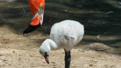 First Pink Flamingo Born in Monaco’s Animal Garden