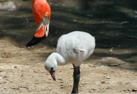 First Pink Flamingo Born in Monaco’s Animal Garden