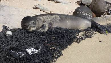 Prince Albert II of Monaco Foundation: €340,000 raised for Monk Seal