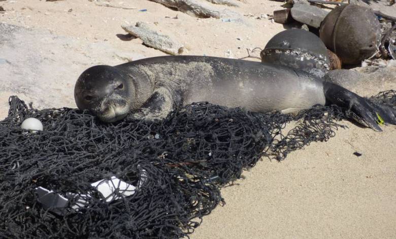 Prince Albert II of Monaco Foundation: €340,000 raised for Monk Seal