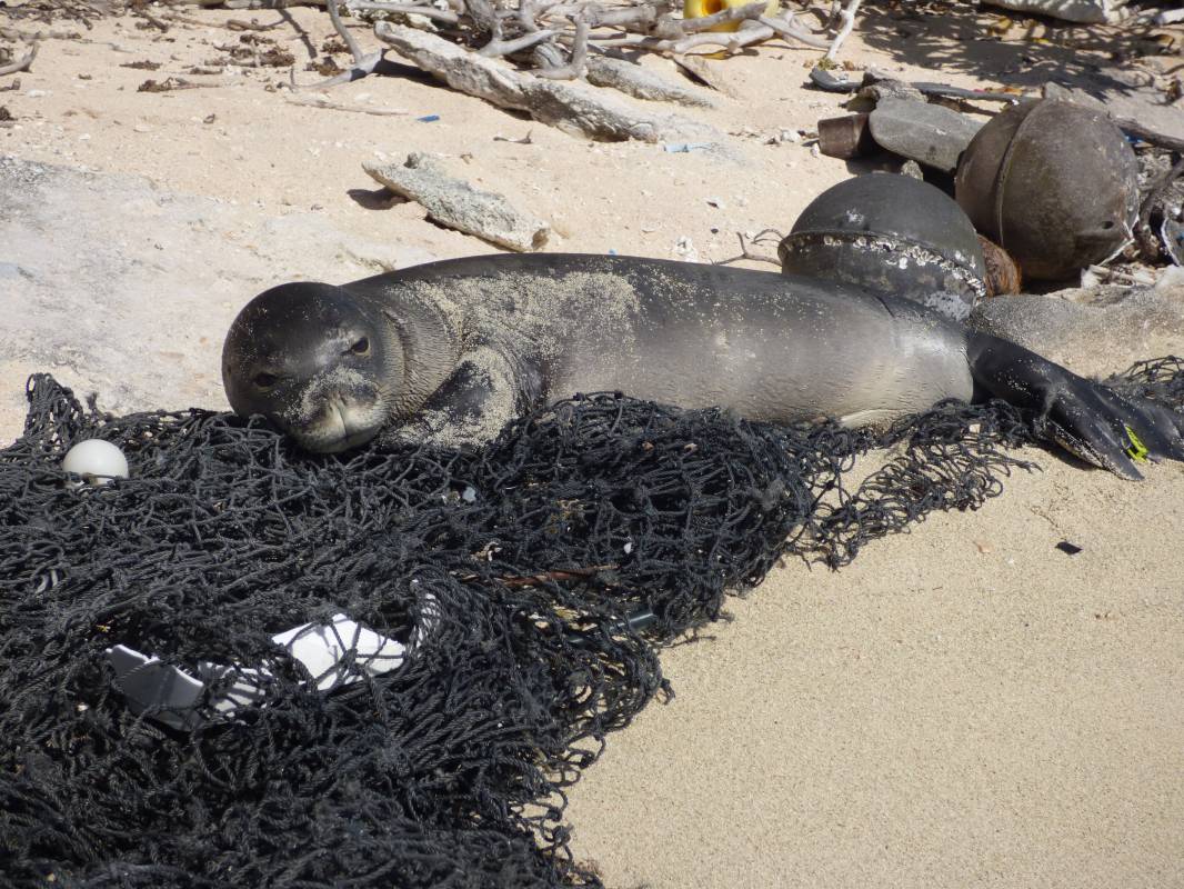 Prince Albert II of Monaco Foundation: €340,000 raised for Monk Seal