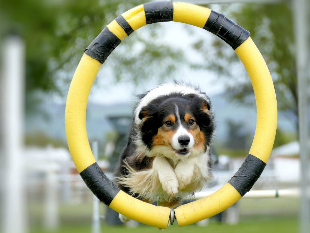 Grand Prix de France d’Agility: It’s a Monaco Dog’s Life