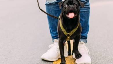 Dog-walkers join the “Pick up poo Parade”