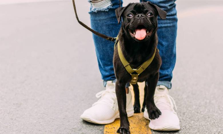 Dog-walkers join the “Pick up poo Parade”