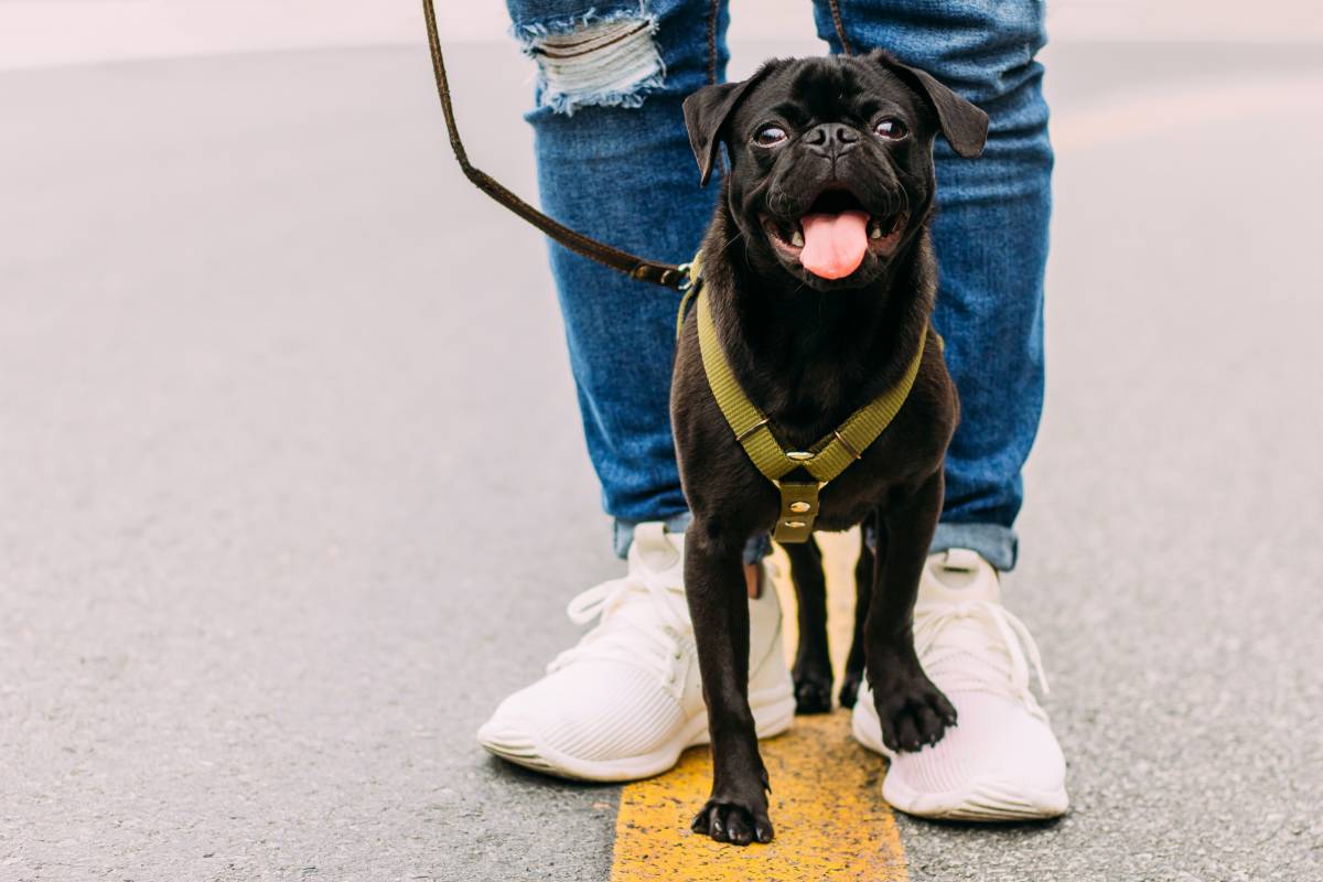 Dog-walkers join the “Pick up poo Parade”