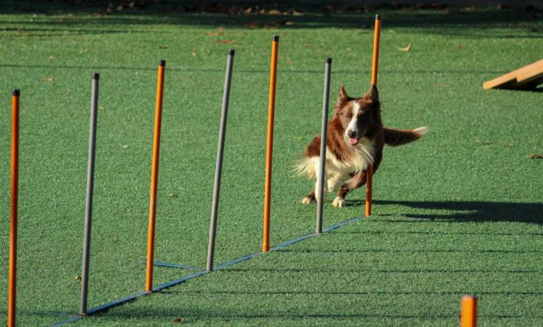 Grand Prix de France d’Agility: It’s a Monaco Dog’s Life