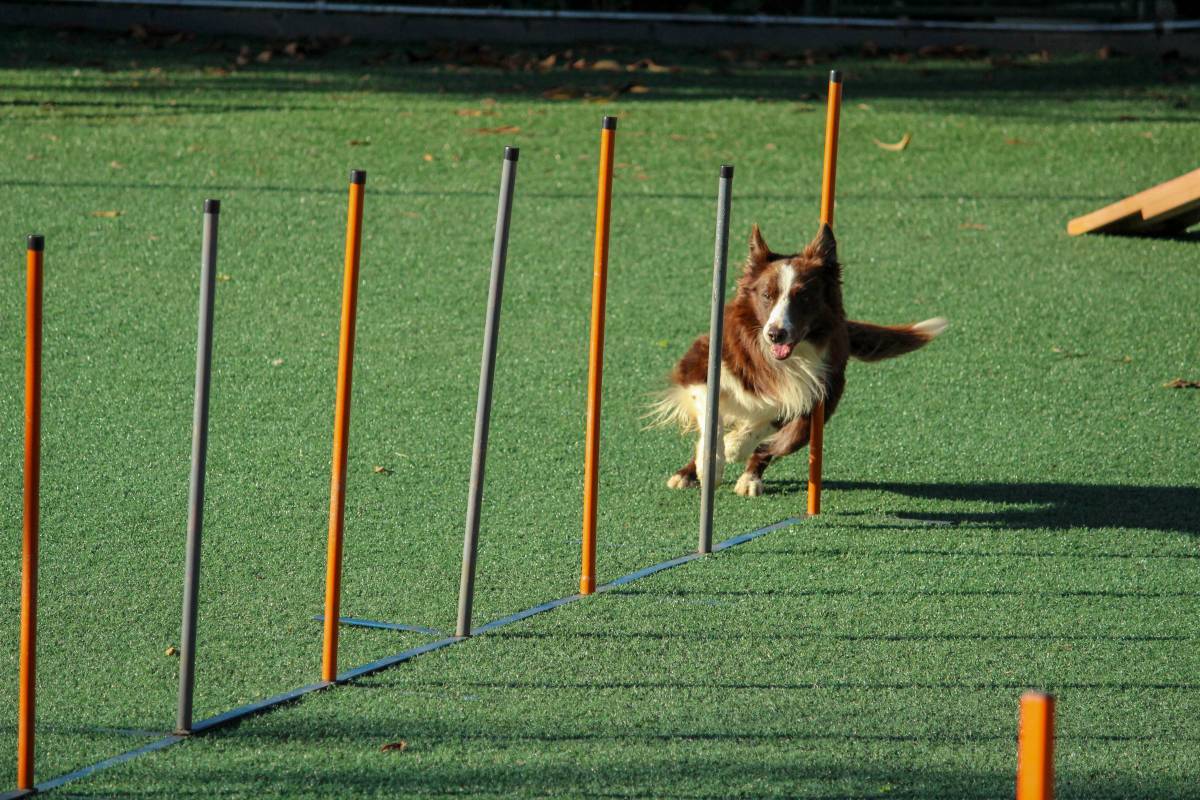 Grand Prix de France d’Agility: It’s a Monaco Dog’s Life