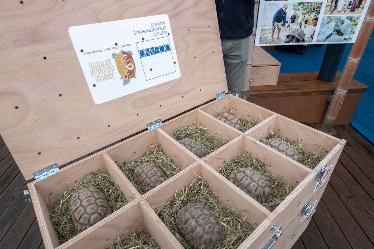 Prince Jaques and Princess Gabriella help bring Endangered Tortoises to Senegal