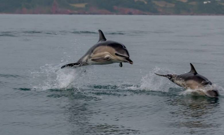 The Pelagos Sanctuary Protecting Whales & Monk Seals is Receiving Donations