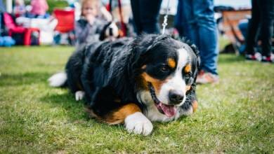 International Monaco Dog Show: One Thousand Canines compete for Prestigious Prizes