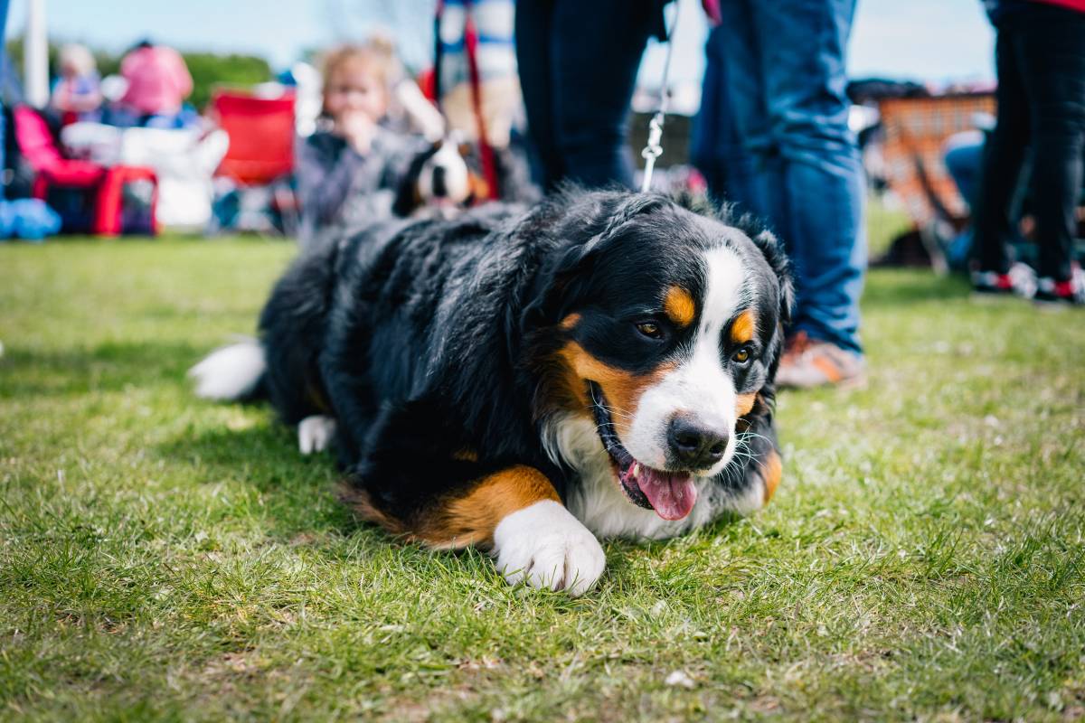 International Monaco Dog Show: One Thousand Canines compete for Prestigious Prizes