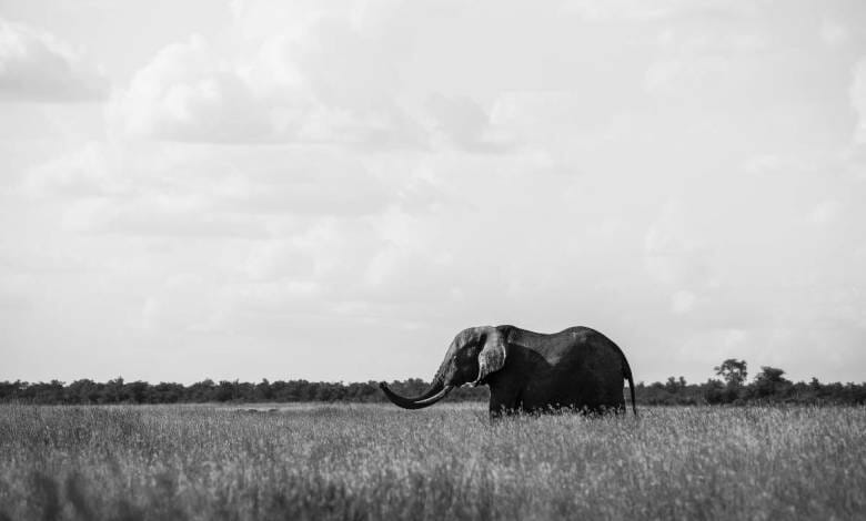 Beloved Baby the Elephant Rescued by Princess Stephanie Rests in Peace