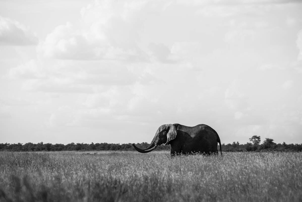 Beloved Baby the Elephant Rescued by Princess Stephanie Rests in Peace