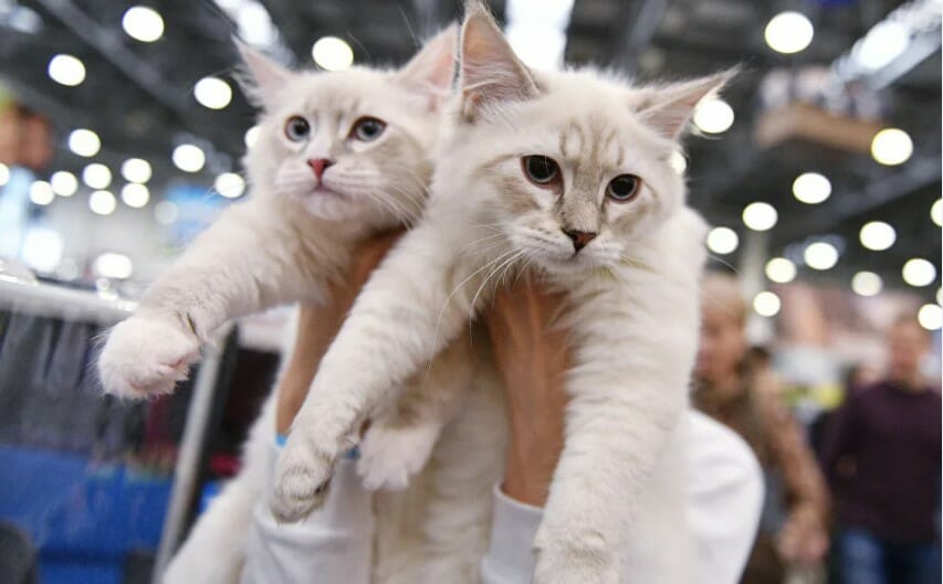 The 5th International Cat Show