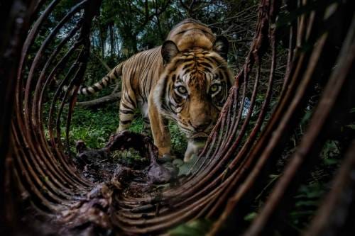 The Environmental Photography Award