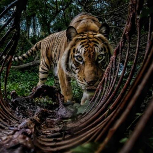 The Environmental Photography Award