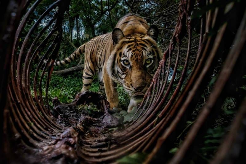 The Environmental Photography Award