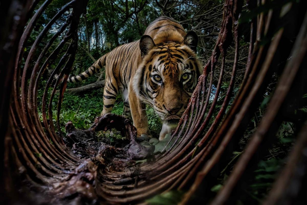 The Environmental Photography Award