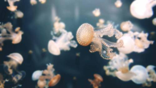 Jellyfish Alert: What Monaco Beachgoers Need to Know This Summer