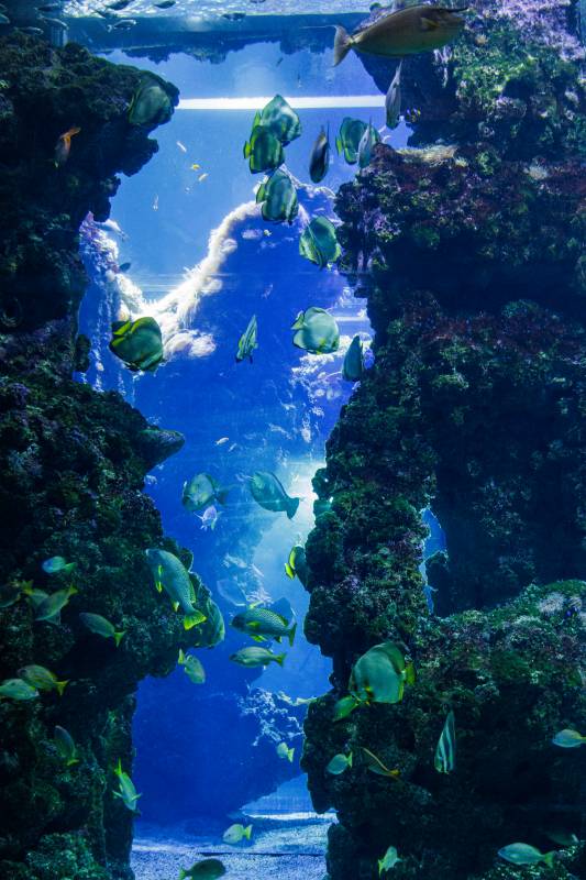 Protecting Blue Frontiers: Prince Albert II’s Environmental Journey