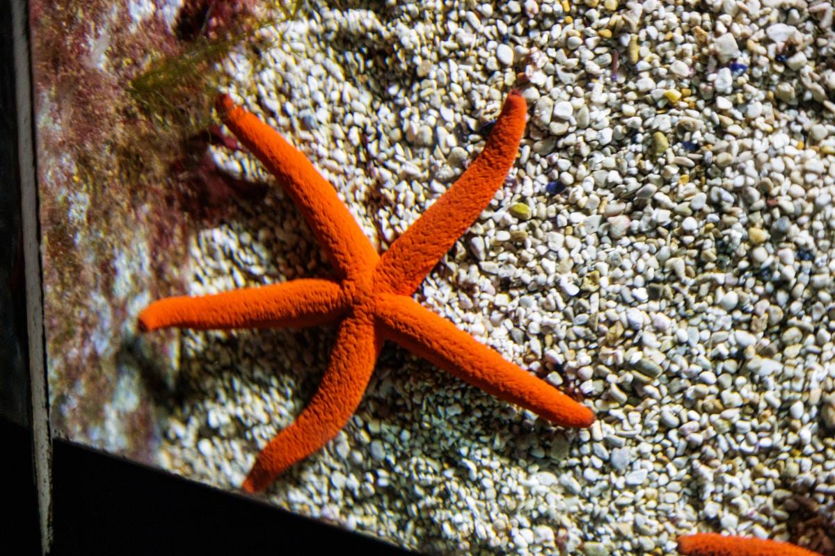 The Oceanographic Museum of Monaco