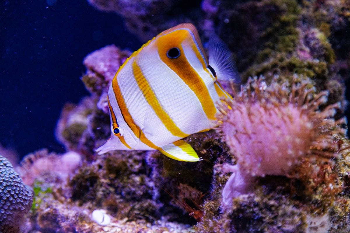 The Oceanographic Museum of Monaco