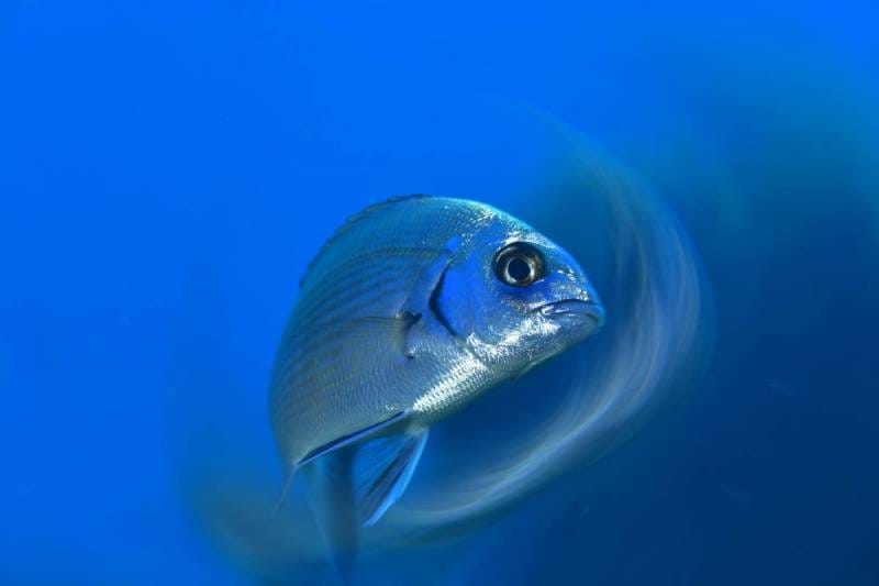 National Underwater Photography Contest