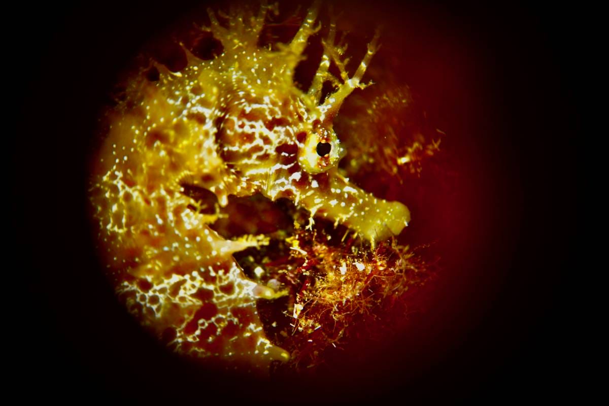 National Underwater Photography Contest