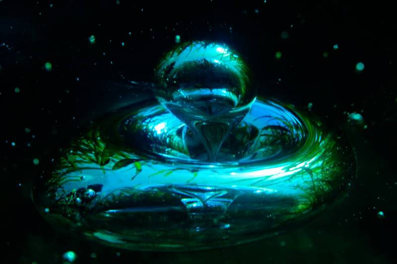 Monaco’s Underwater Photography Masters Revealed