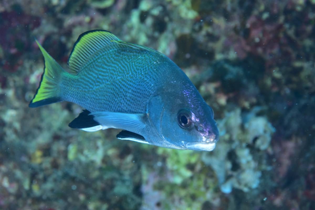 Monaco’s Underwater Photography Masters Revealed