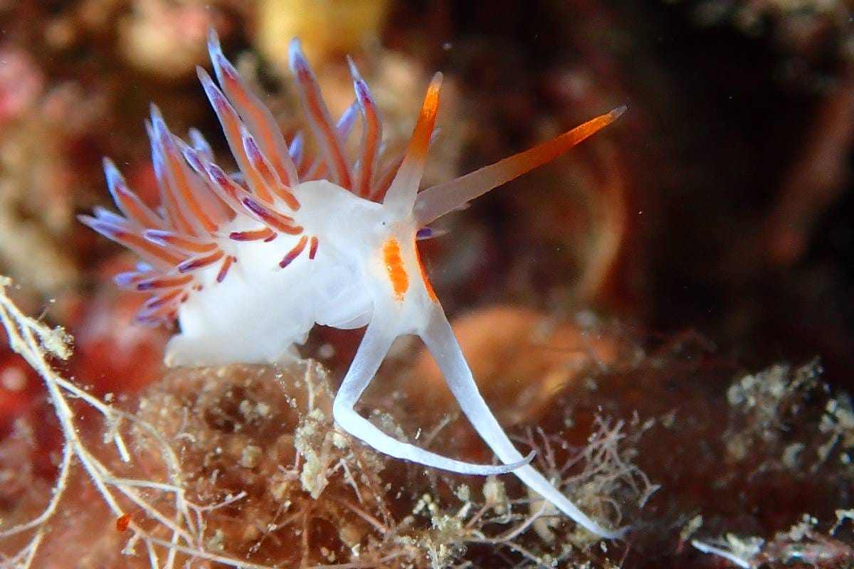 Monaco’s Underwater Photography Masters Revealed