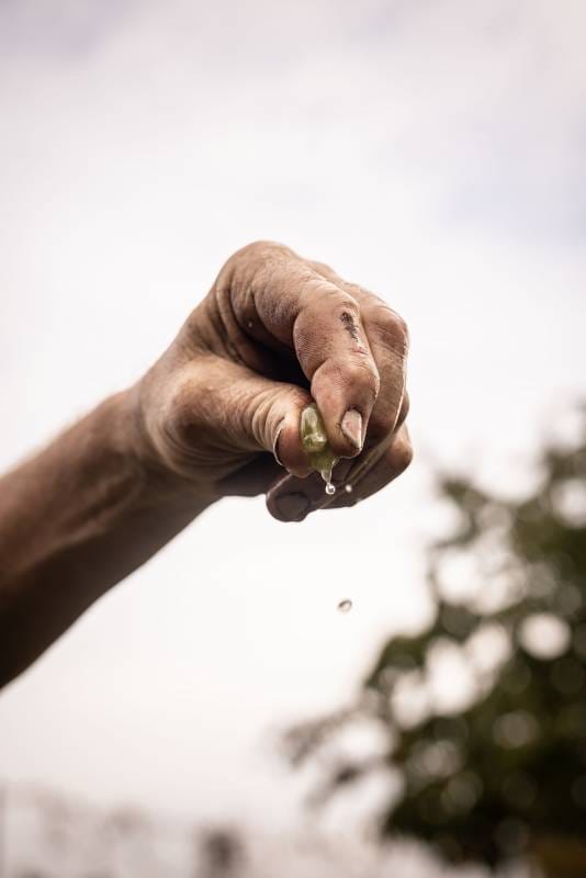 The Prestigious Wines of Alsace from the Sainte-Joie estate